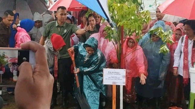 Ibu Negara Iriana tanam pohon mangrove (dok. okezone)