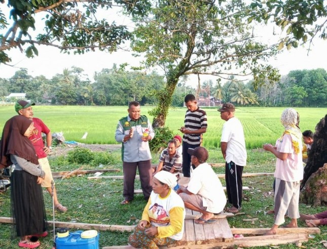 Atasi Serangan Ulat Grayak Pada Padi Riau Lakukan