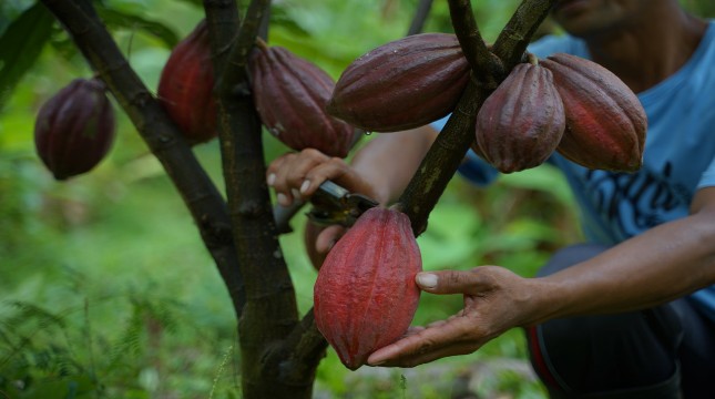 Rahasia Sukses Biji Kakao Jembrana Yang Mendunia