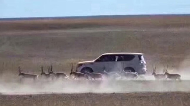 Wisatawan Asal Cina Berburu Foto Antelop di Cagar Alam Tibet (Foto:shanghaiist.com)