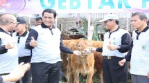 Mentan Amran Andi Sulaiman menghadiri panen pedet di Magetan, Jatim.