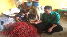 Dirjen Horti, Suwandi memegang hasil panen cabai