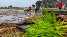 Pertanian di Karawang (Foto Dok Industry.co.id)