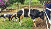 Sapi Belgian Blue