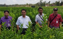Dirjen Hortikultura Kementan