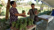 Panen bawang merah di Gn Kidul
