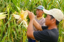 Petani jagung