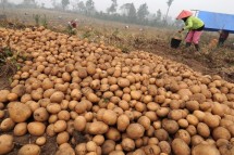 Perkebunan kentang (Doc Kementan)