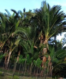 Perkebunan sagu