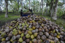 Perkebunan kelapa