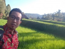 Sawah menghijau