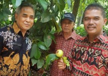 Dirjen Hortikultura Kementan Suwandi