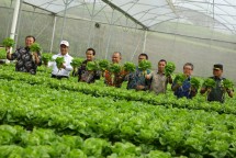 Mentan Amran Sulaiman di sela sela panen sayuran