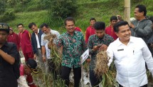 Suwandi, Dirjen Hortikultura saat tanam bawang putih di Solok
