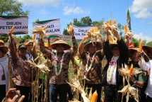 Panen jagung