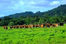 Taman Nasional Alas Purwo (Foto Dok Industry.co.id)