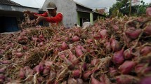 Petani Bawang Merah (jitu)