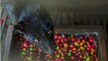 Ilustrasi kopi luwak. (Afrianto Silalahi/NurPhoto via Getty Images)