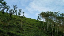 Hamparan Perkebunan Teh Kertowono (Chodijah Febriyani/INDUSTRY.co.id)
