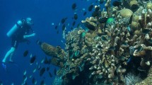 Wisatawan Diving di Bunaken, Manado, Sulawesi Utara (Foto:_an___dy_/Instagram)