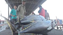 Ikan Tuna