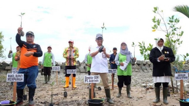  PT Asuransi Kredit Indonesia (Persero) atau Askrindo bekerjasama dengan Universitas Tanjungpura Pontianak tanam Mangrove di pesisir pantai Desa Sengkubang, Kabupaten Mempawah