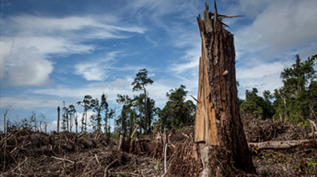 Ilustrasi perambahan hutan untuk kebun sawit. (Ulet Ifansasti/Getty Images)