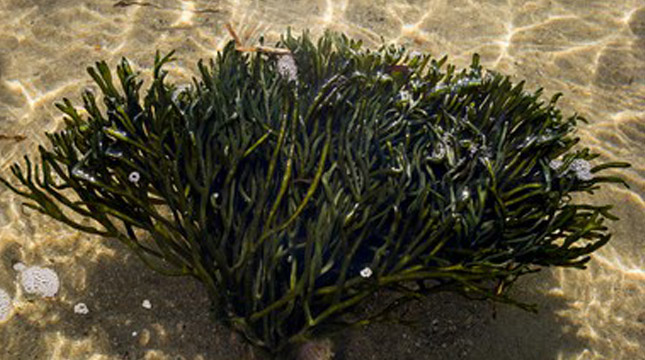 Ilustrasi Rumput Laut ( Robert Nickelsberg / Getty Images)