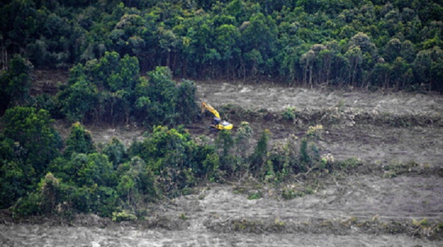 Ilustrasi perambahan hutan untuk kebun sawit. (Bay Ismoyo/AFP)
