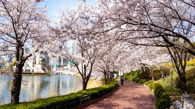 Festival Bunga Sakura di Sungai Seokchonhosu, Korea Selatan (Foto: seoulkoreatour.net)