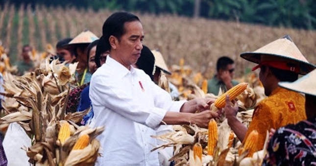 Presiden Jokowi panen jagung (Foto Setkab)