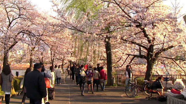 Bunga Sakura di Taman Ueno, Tokyo, Jepang (Foto: YouTube)