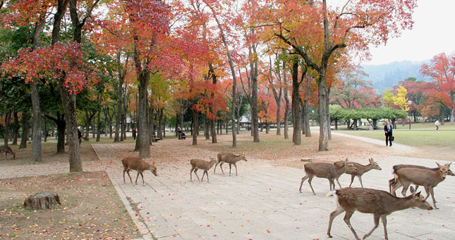 Taman Nara di Jepang (Foto: sukacoretcoret.wordpress.com)