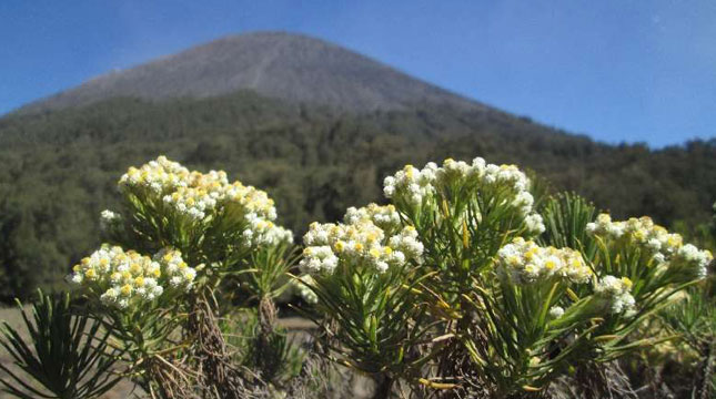 Desa di Probolinggo disiapkan Sebagai Desa Wisata 