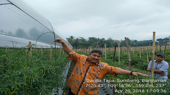 Direktur Sayuran dan Tanaman Obat Kementerian Pertanian, Prihasto Setyanto