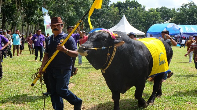 Acara Kontes Ternak dan Panen Pedet di Kabupaten Bulukumba, Sulawesi-Selatan