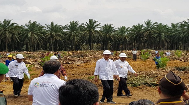 Presiden Joko Widodo saat tinjau replanting sawit ke Riau