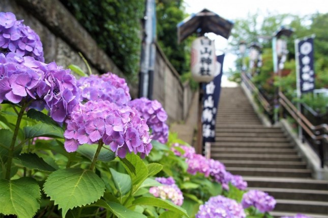Bunga hydrangea di Jepang. (Foto Ist)