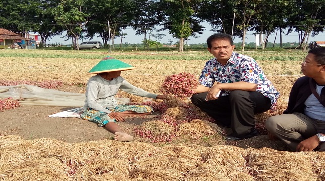 Dirjen Hortikultura, Suwandi memegang hasil panen bawang merah
