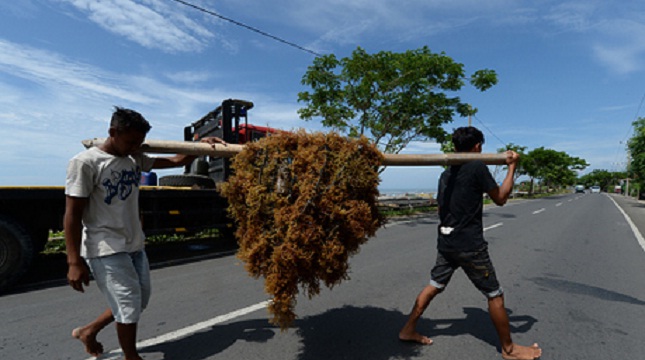 Petani rumput laut di Bantaeng, Sulawesi Selatan. (Dimas Ardian/Bloomberg)