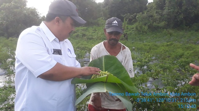 Direktur Sayuran dan Tanaman Obat Ditjen Hortikultura, Prihasto