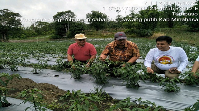 Direktur Sayuran dan Tanaman Obat Ditjen Hortikultura, Prihasto Setyanto di tanaman bawang merah dan cabai
