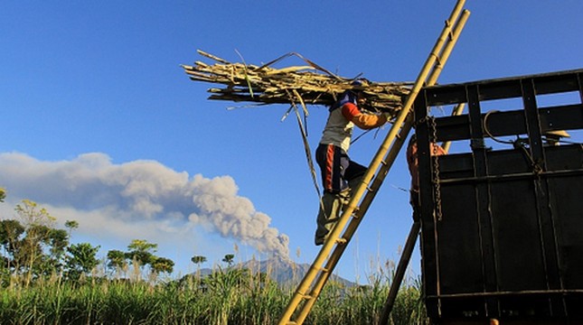 Pekerja pabrik gula di Banyuwangi, Jawa Timur sedang memanen tebu. (STR/AFP via Getty Images)