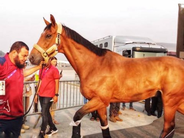 Kloter Terakhir Kuda Asian Games Tiba, Kementan Kawal Hingga ke Area Pacuan
