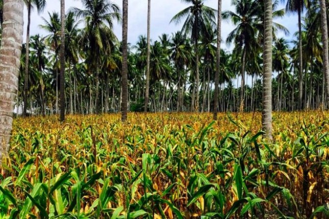 Lahan Jagung di Palu, Sulawesi Tengah