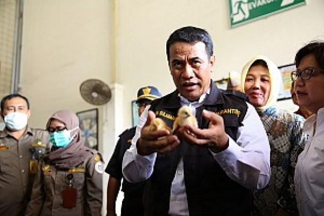 Bibit ayam petelur