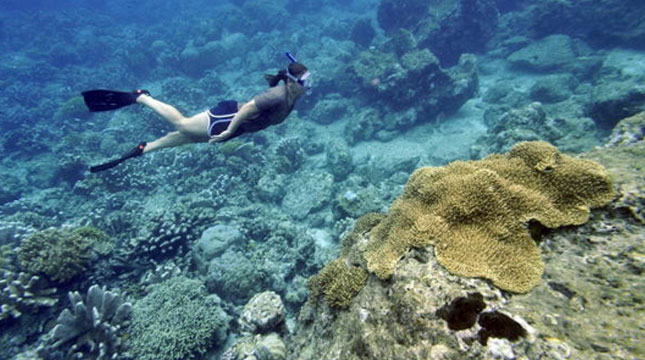 Ilustrasi Wisatawan Mancanegara Snorkeling di Bunaken, Manado, Sulawesi Utara (ROMEO GACAD/Staff/Getty Images)