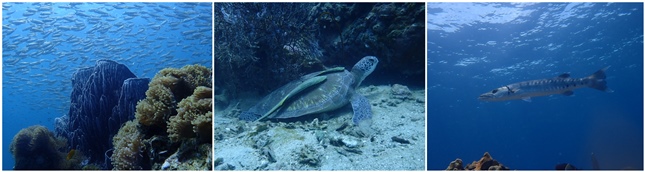 Pariwisata Bawah Laut (Foto Dok Industry.co.id)