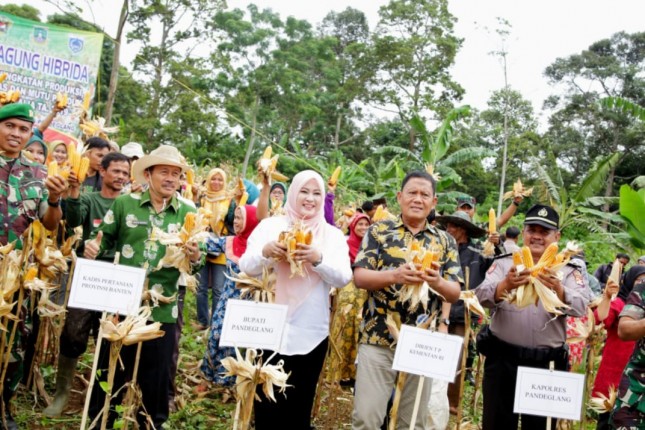 Panen jagung di Lebak, Banten.