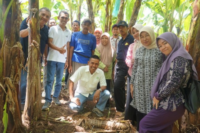 Program pengembangan pisang komersial di Lampung